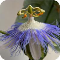 Passiflora gritensis