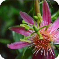 Passiflora gritensis