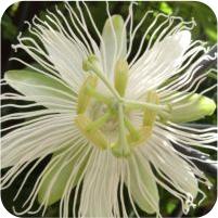 Passiflora incarnata f. alba