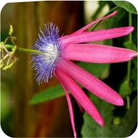 Passiflora kermesina