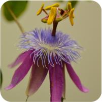 Passiflora kermesina