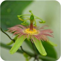 Passiflora miniata coccinea