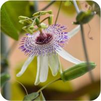 Passiflora Blue Stripper