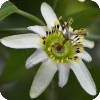 Passiflora cuneata