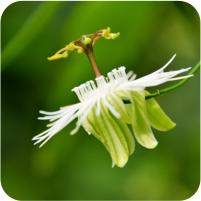 Passiflora miniata coccinea