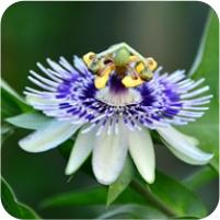 Passiflora miniata coccinea