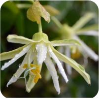 Passiflora Blue Stripper