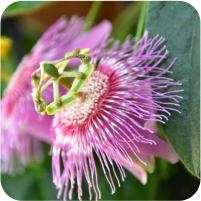 Passiflora Blue Stripper