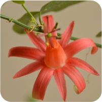 Passiflora miniata coccinea