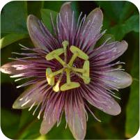 Passiflora oerstedii var. choconiana