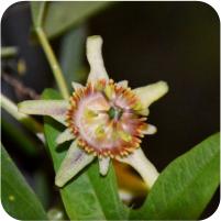 Passiflora miniata coccinea