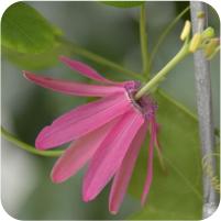 Passiflora Blue Stripper