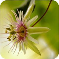 Passiflora rubra