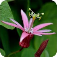 Passiflora sanguinolenta