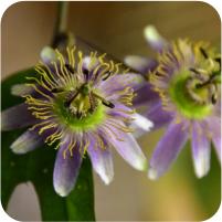 Passiflora suberosa