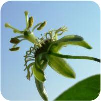 Passiflora suberosa