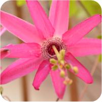 Passiflora caerulea