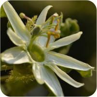 Passiflora caerulea