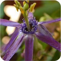 Passiflora umbilicata