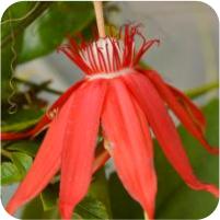 Passiflora vitifolia