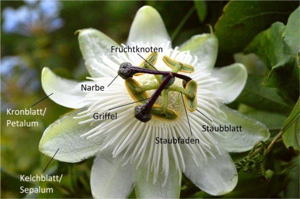 Passiflora Narbe Griffel Petal Sepal