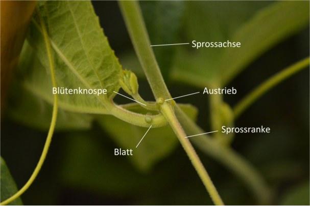 Passiflora Austrieb Sprossachse