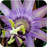 Passiflora Amethyst