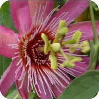 Passiflora Anastasia