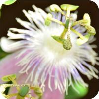 Passiflora Blue Stripper