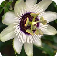 Passiflora Anastasia