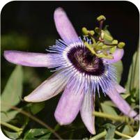 Passiflora Betty Myles Young