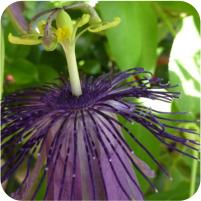 Passiflora Blue Stripper