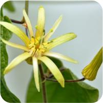 Passiflora Blue Stripper