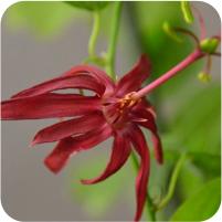 Passiflora Blue Stripper