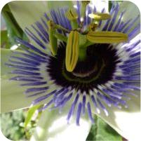 Passiflora Clear Sky