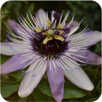 Passiflora Blue Stripper