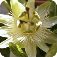 Passiflora Avalanche