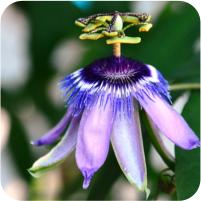 Passiflora Anastasia