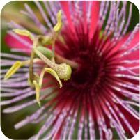 Passiflora Crimson Tears