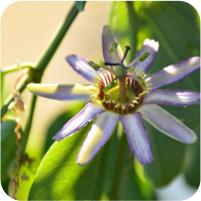 Passiflora Blue Stripper