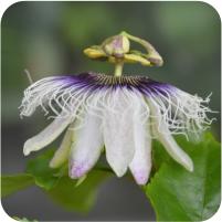 Passiflora Blue Stripper