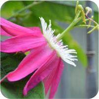 Passiflora Emily