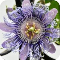 Passiflora Emily