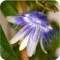 Passiflora Emily