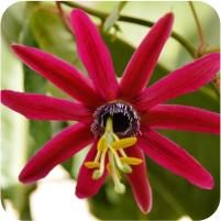 Passiflora Emily