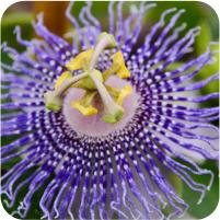 Passiflora Anastasia