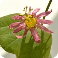 Passiflora Fledermouse