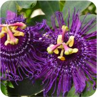 Passiflora Inspiration