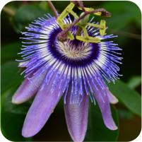 Passiflora Anastasia