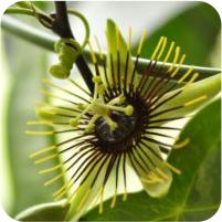 Passiflora Manta